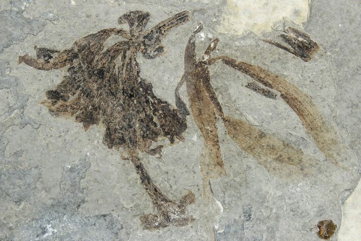 Fossil Monocot Flower - Green River Formation, Wyoming #245075